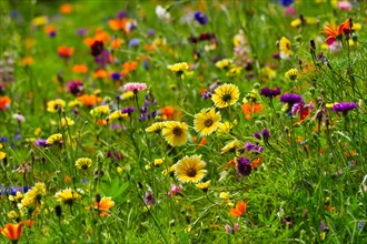 Flower meadow