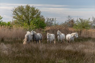 Camargue horses herd feeding in the marshes. Saintes Maries de la Mer
