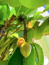 Banana Growing on a Banana Tree in Ticino