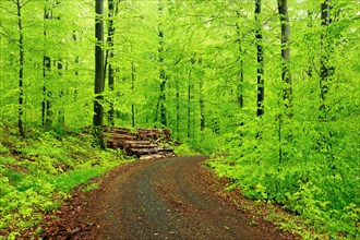 Forest road through natural beech forest in spring