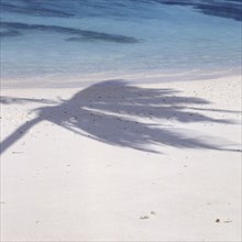 Eine Kokospalme wirft ihren Schatten auf den weissen Sandstrand