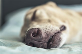 Close-up of the muzzle of a dog sleeping on the bed. A greyhound sleeping peacefully. Pet life. Selective focus