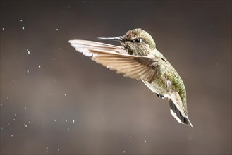 Beautiful immature male anna's hummingbird in flight