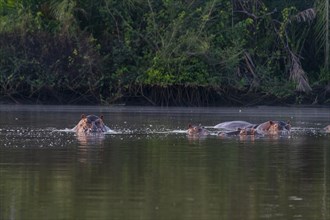 Hippos bathing in the River Gambia National Park