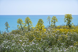 Flowering wild fennel on the coast