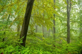 Near-natural mixed deciduous forest with large old beech trees in the Nebel
