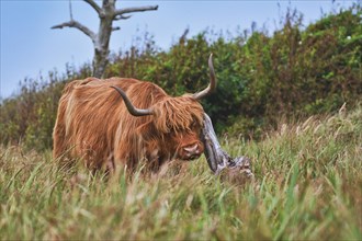 Wild brown Scottish Highland Cattle cow scratching head on old tree branch in the dunes of island Texel in the Netherlands