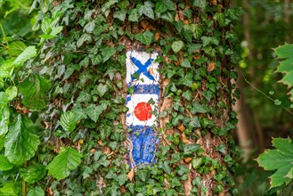 Hiking markers on a tree with ivy
