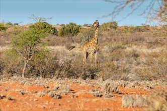 Kalahari