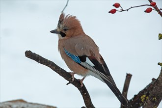 Eurasian Jay sitting on branch with red rosehips seen on the left