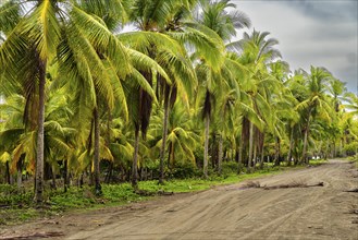 Landscape of palm trees in a village of fishermen. Tropical weather