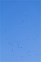 Flock of wild geese in flight