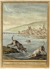 Two dogs drink water from the river while the dead donkey floats by