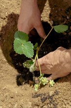 Closeup of a man's hands planting a strawberry plant in his home garden