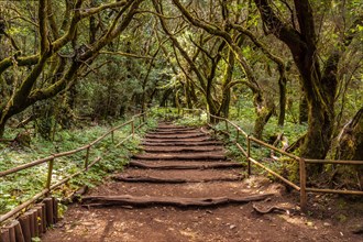 Beautiful footpath in the natural park of Garajonay in La Gomera