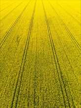 Aerial photograph of a rape field in the afternoon