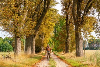 Hikers in a chestnut avenue on the long-distance hiking trail Maerkischer Landweg in autumn