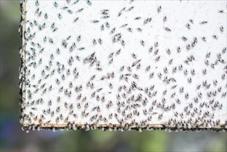 A swarm of flying ants gather on a white background
