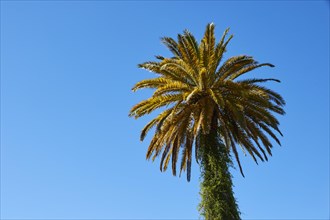 Single palm tree against a blue sky