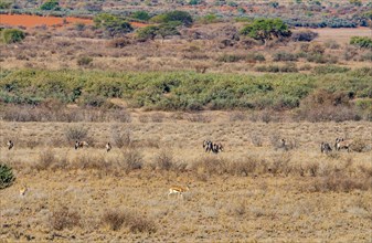 Oryx antelope and springbok