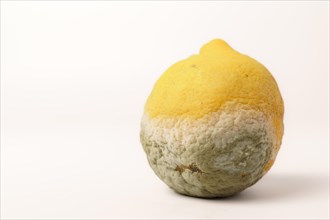 Closeup of a rotten lemon isolated on white background