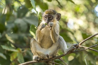 Young western green monkey