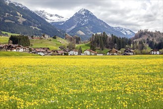 Landscape with flowering common dandelion