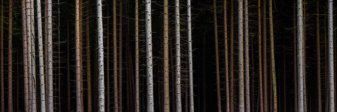 Panorama of trees in front of dark forest