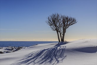 Bare tree casts shadow in snow