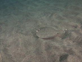 Wide-eyed flounder
