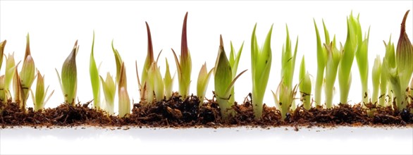 Seamless tileable cross section row of budding sprouts of new growth out of soil on a white background