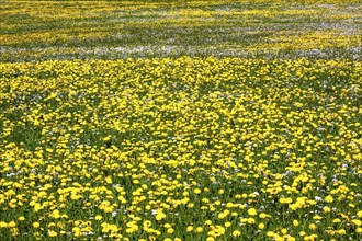Meadow with flowering common dandelion