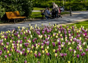 Yellow and purple tulips in a bed in the park