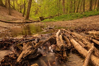 A small stream in the Rautal forest area