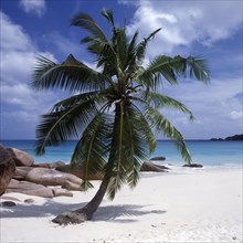 Einzelne Palme auf einem weissen Sandstrand vor dem blauen Meer