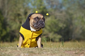 Cute and funny brown French Bulldog dog dressed up as a bee wearing a black and yellow Halloween costume with hood and antlers