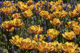 Yellow tulips and blue grape hyacinth in a bed in the park
