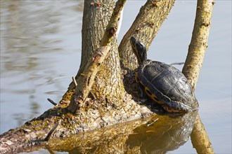 Yellow-bellied turtle