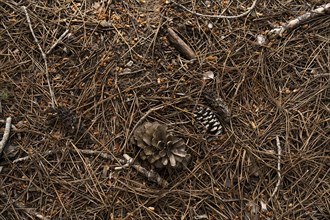 High angle view of forest floor full of pine cones and coniferous needles. Nature background