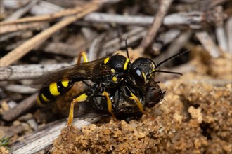 Fecal wasp with prey sitting on sandy soil seen on the right