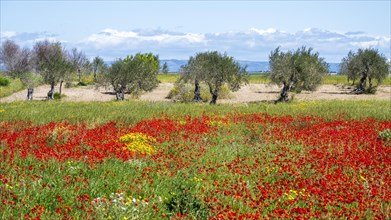 Olive trees in flowering meadow
