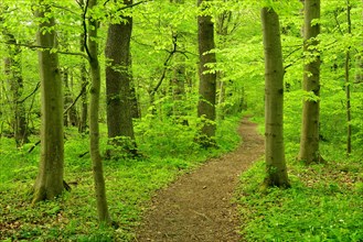 Hiking trail winds through semi-natural deciduous forest