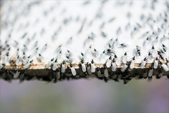A swarm of flying ants gather on a white background