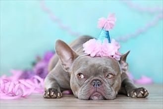 Party dog. French Bulldog with cute birthday hat next to purple streamers in front of blue background