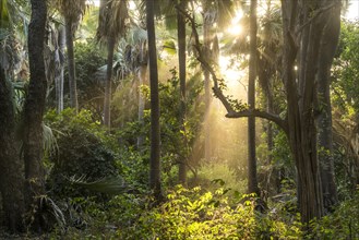 Sunbeams in the jungle