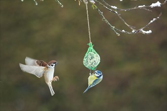 Blue tit hanging on tit dumpling looking left to flying tree sparrow with open wings