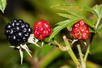 Blackberry branch with green leaves and black and two red berries next to each other