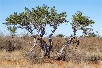 Kalahari