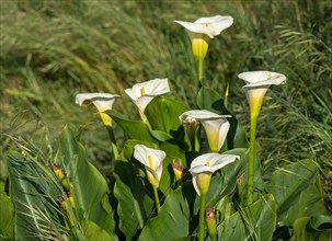 Waylands Reserve