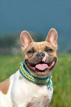 Portrait of a beautiful smiling red pied female French Bulldog dog with paracord collar